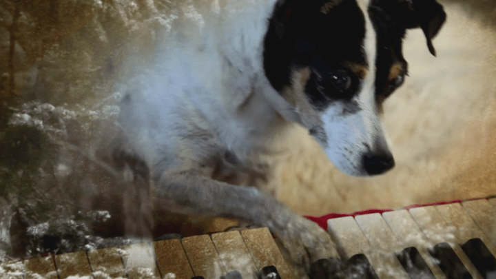 vlcsnap-2017-11-24-19h17m19s075